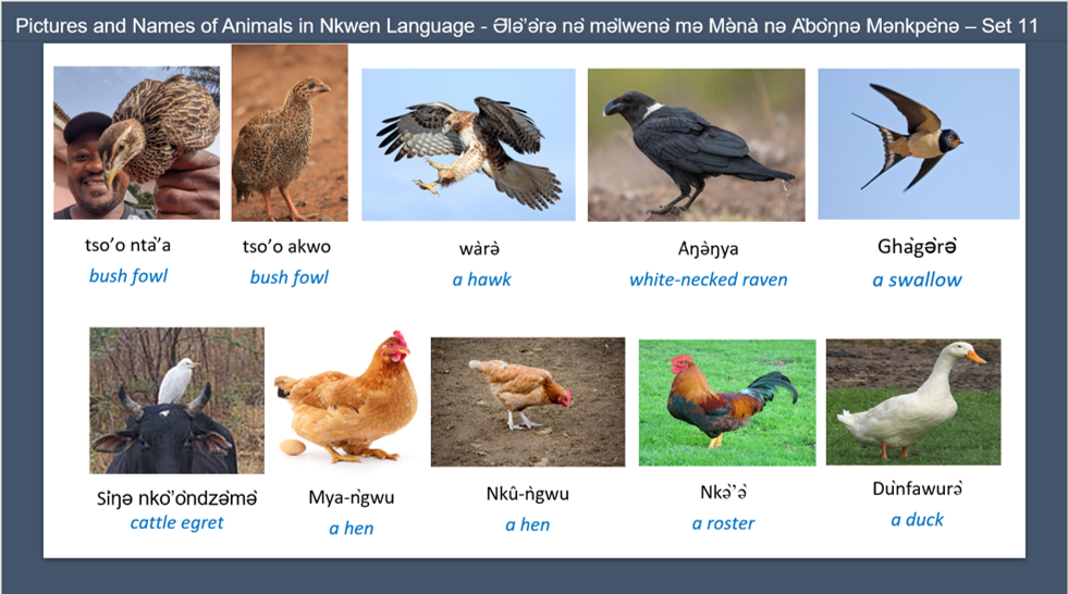 Pictures and Names of Animals in Nkwen Language - Ə̀lǝ̀’ǝ̀rǝ nǝ̀ mǝ̀lwenǝ̀ mǝ Mǝ̀nà nǝ Àbòŋnǝ Mǝnkpènǝ – Set 11
