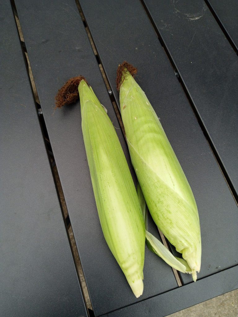 wp-16845593991804190963579152017594