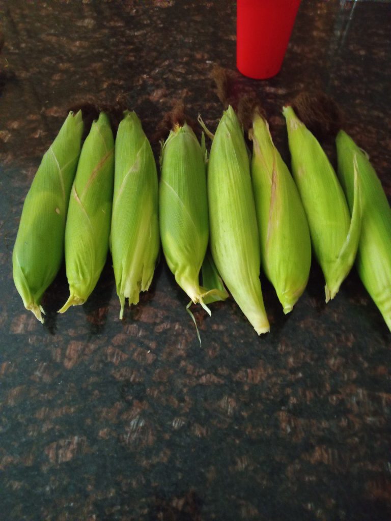 wp-16845593989373291160124736593631