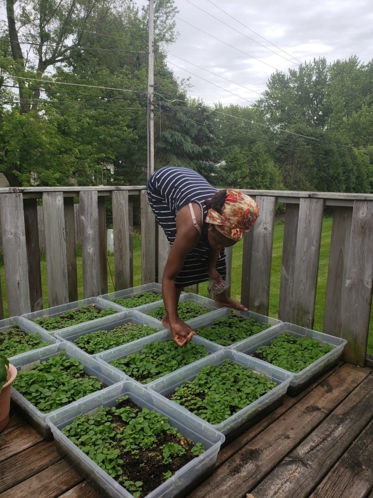 Harvesting huckleburry vegetable