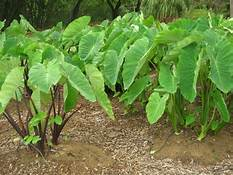 Colocasia cocoyam