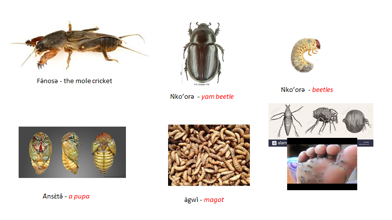 Pictures and Names of Insects 