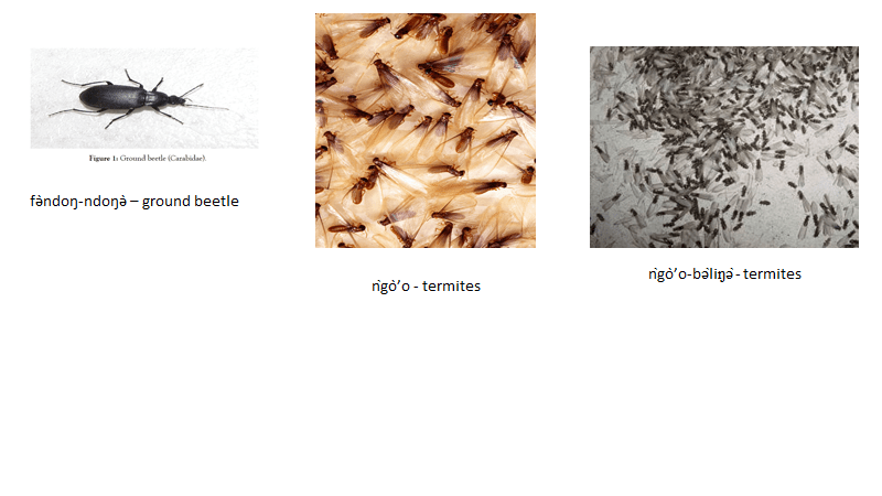 Pictures and Names of Insects 