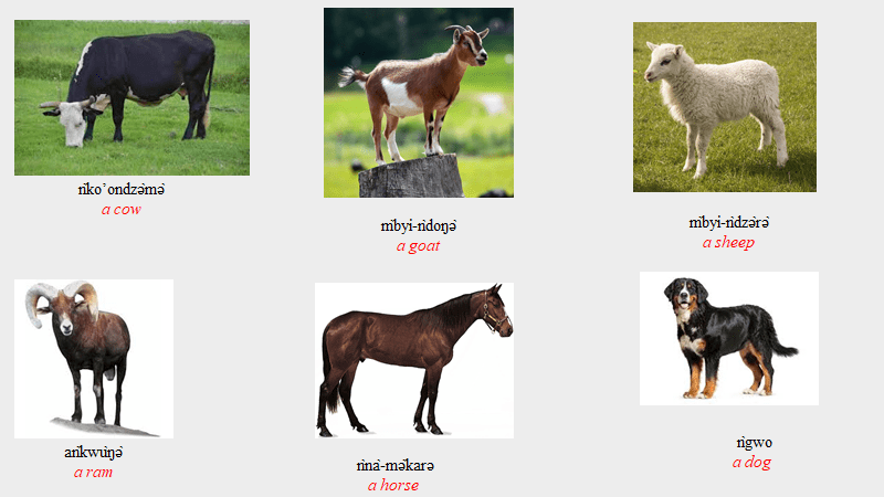 Domestic Animals Domestic Animals