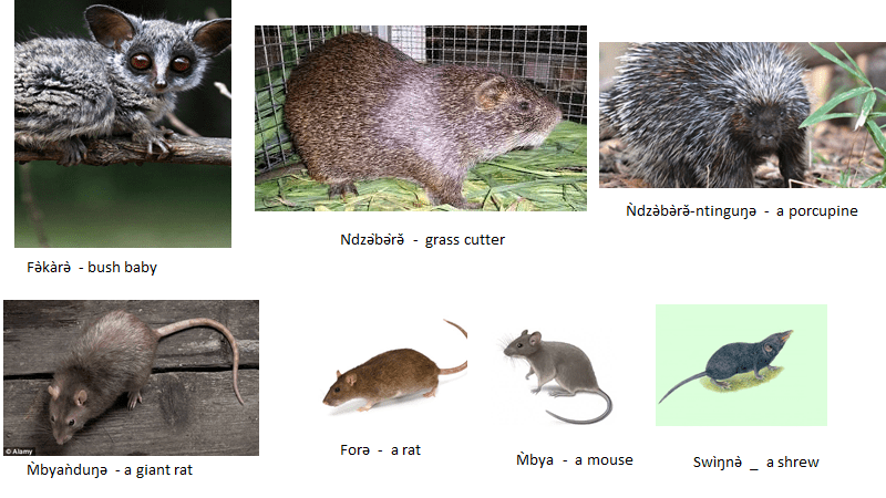 Pictures and Names of Animals Pictures and Names of Animals