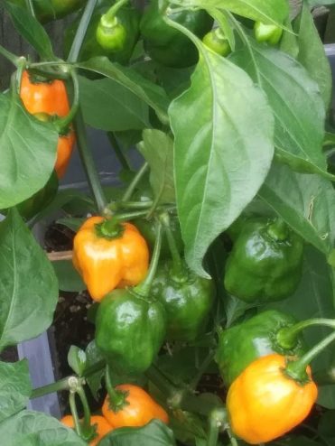 Yellow and green Pepper