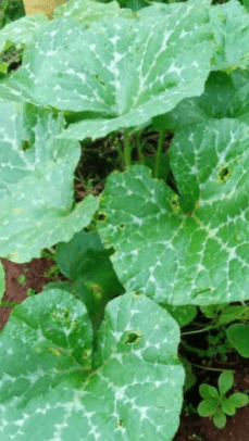 Names of common grasses and Vegetables
