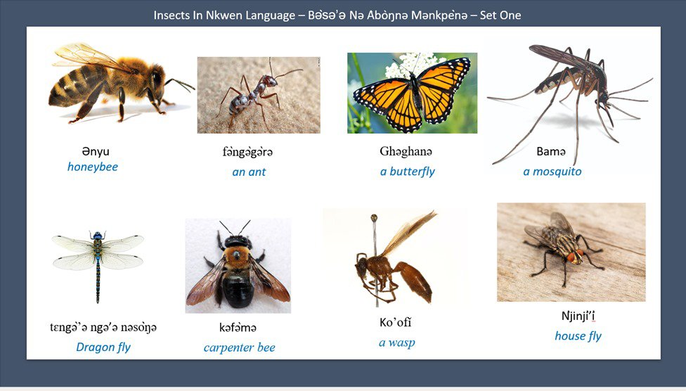 Insect - General Education For All And Entertainment