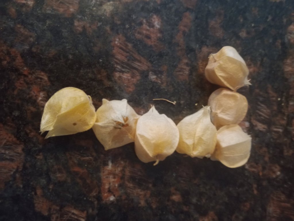 img_20220904_173645_4127466099267424794866