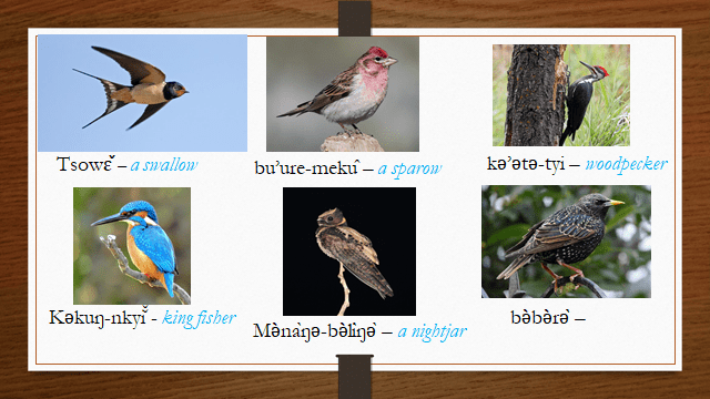 General Education For All And Entertainmentl - Birds