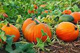 Names of food crops pumpkins