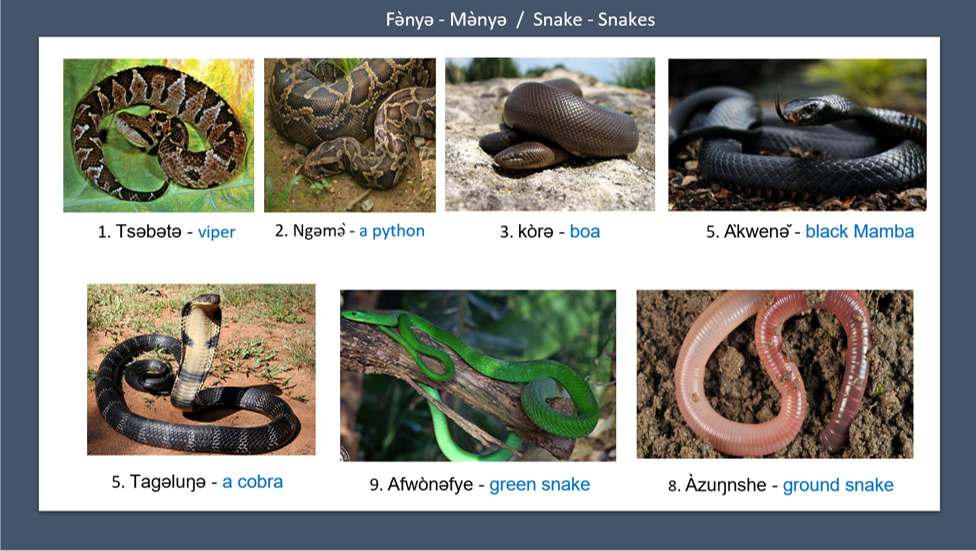 Fǝ̀nyǝ - Mǝ̀nyǝ - Snake - Snakes