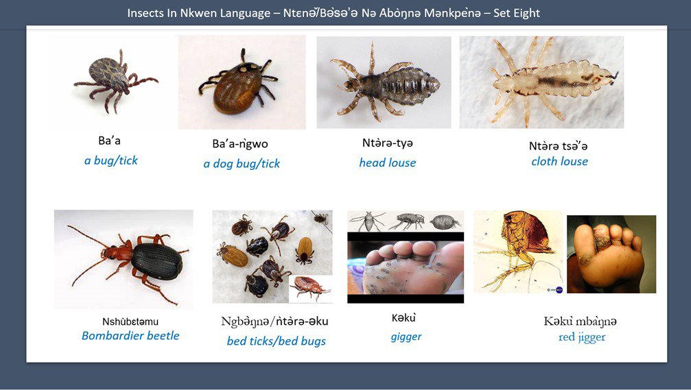 Pictures and names of insects