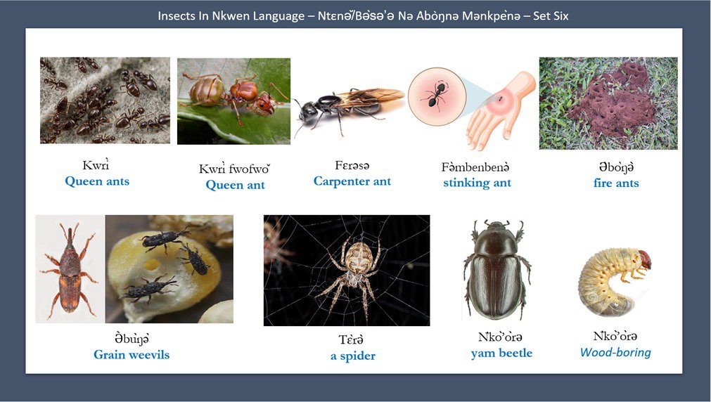 Pictures and names of insects