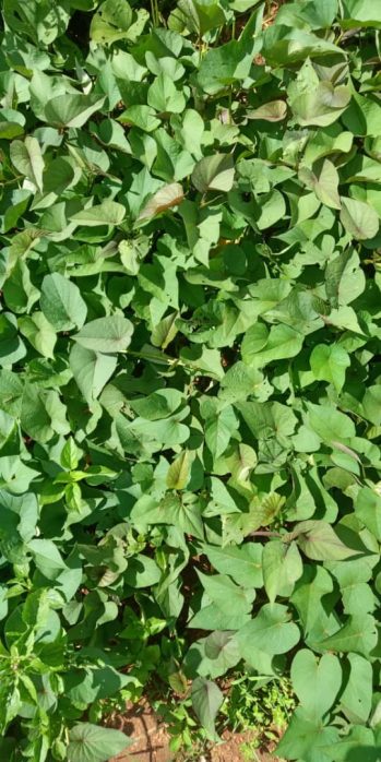 Sweet potatoes leaves