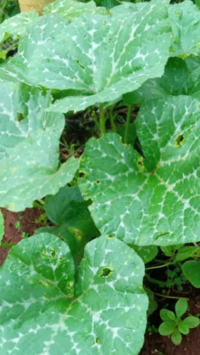 Names of common grasses and Vegetables