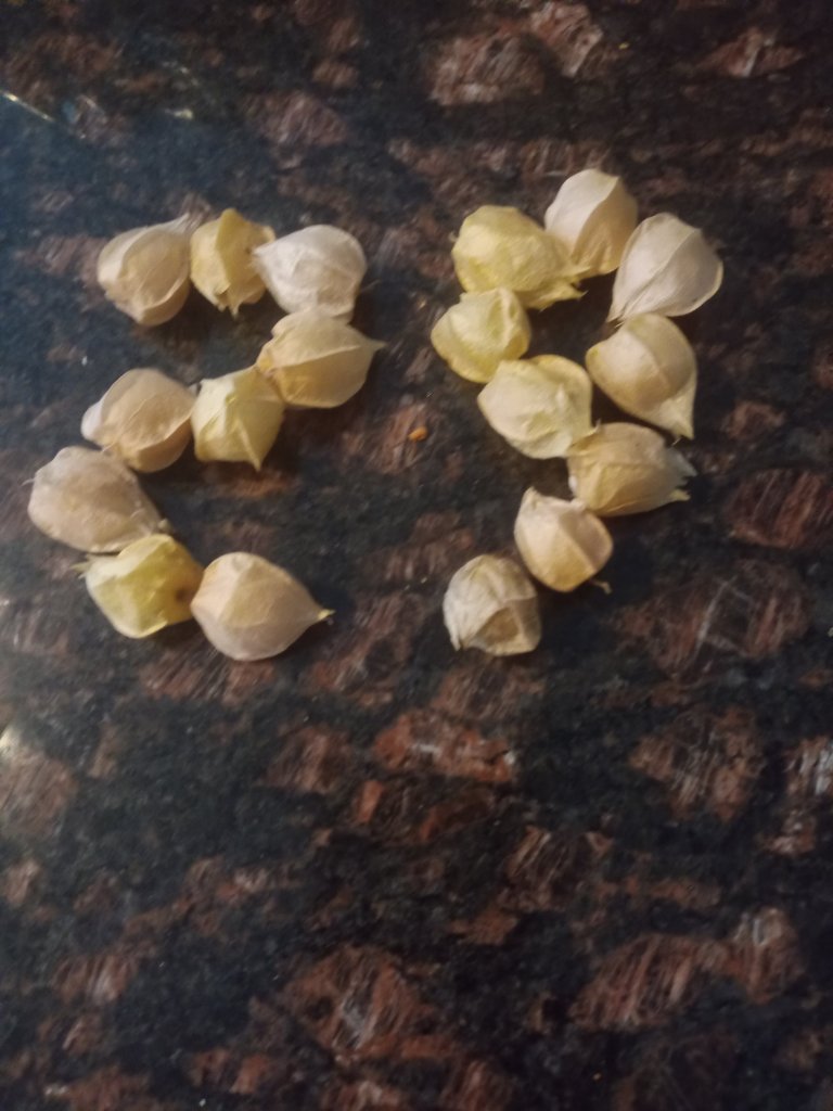 img_20220904_181255_0245098215832074535359