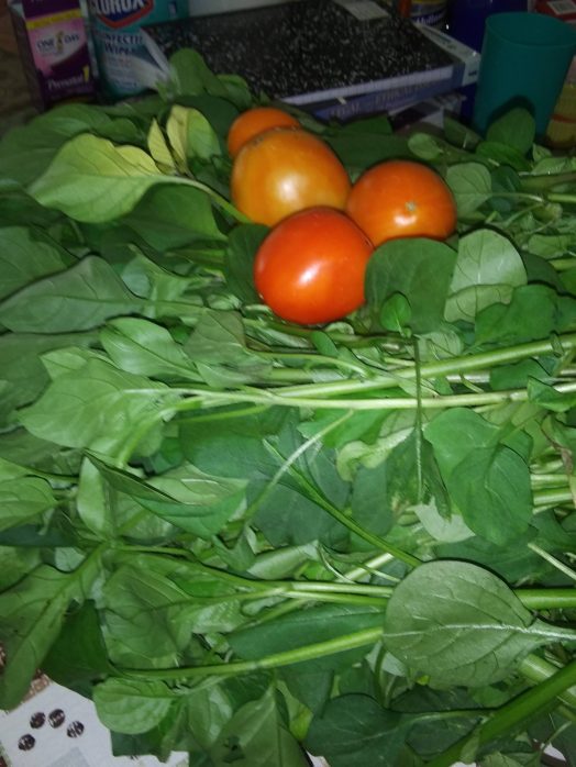 Tomatoes and huckleburry