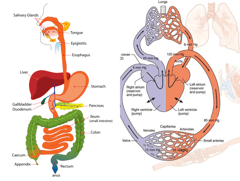 The Digestive and Circulatory Systems