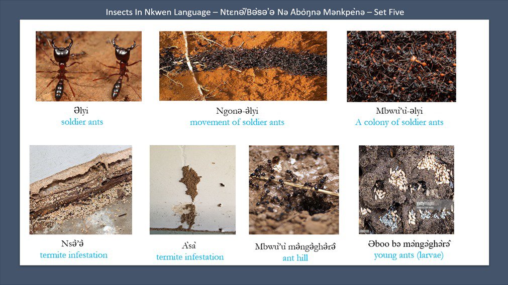 Pictures and names of insects