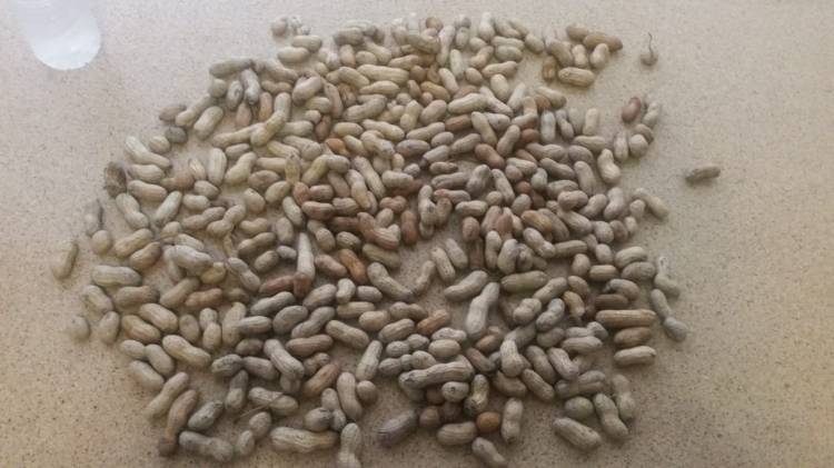Groundnuts