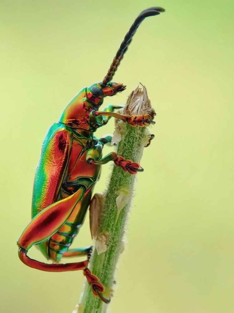 Picture and names of insects - General Education For All And Entertainment