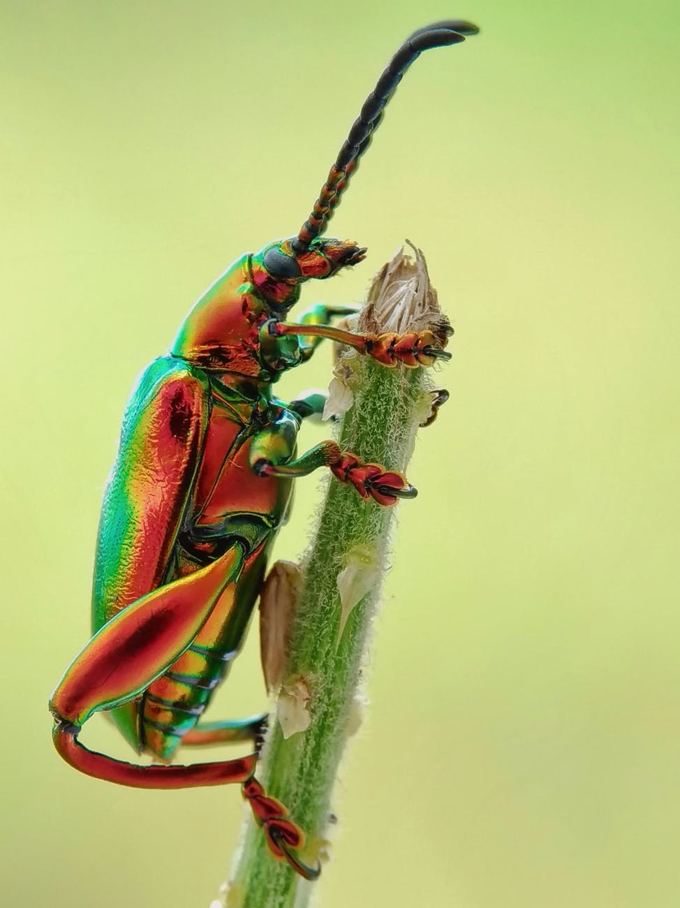 Picture and names of insects - General Education For All And Entertainment