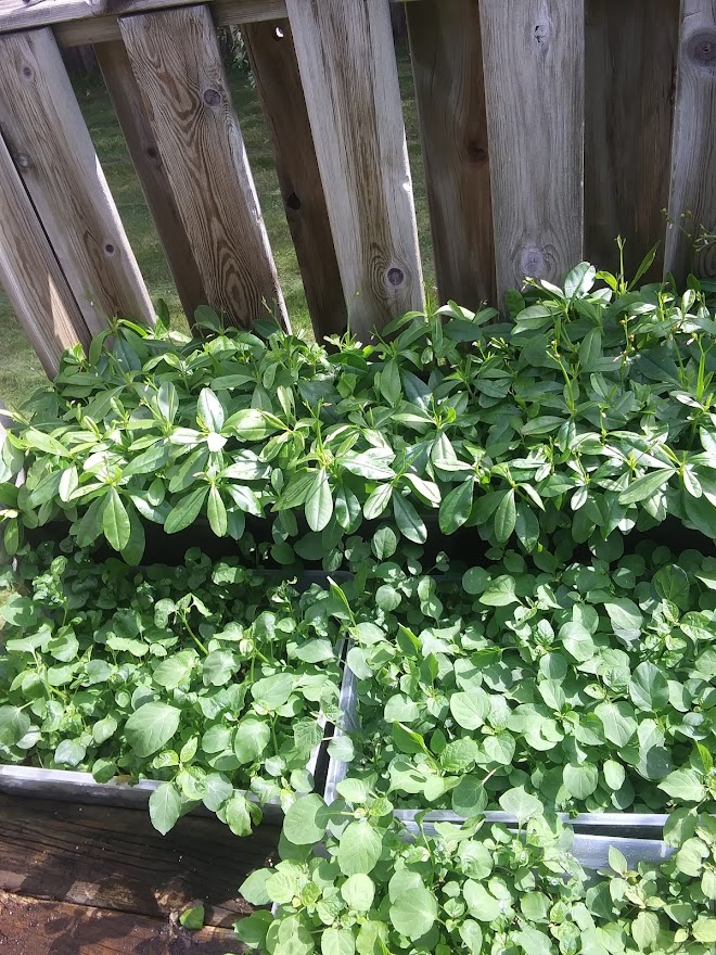 Names of common grasses and Vegetables - General Education For All And Entertainment