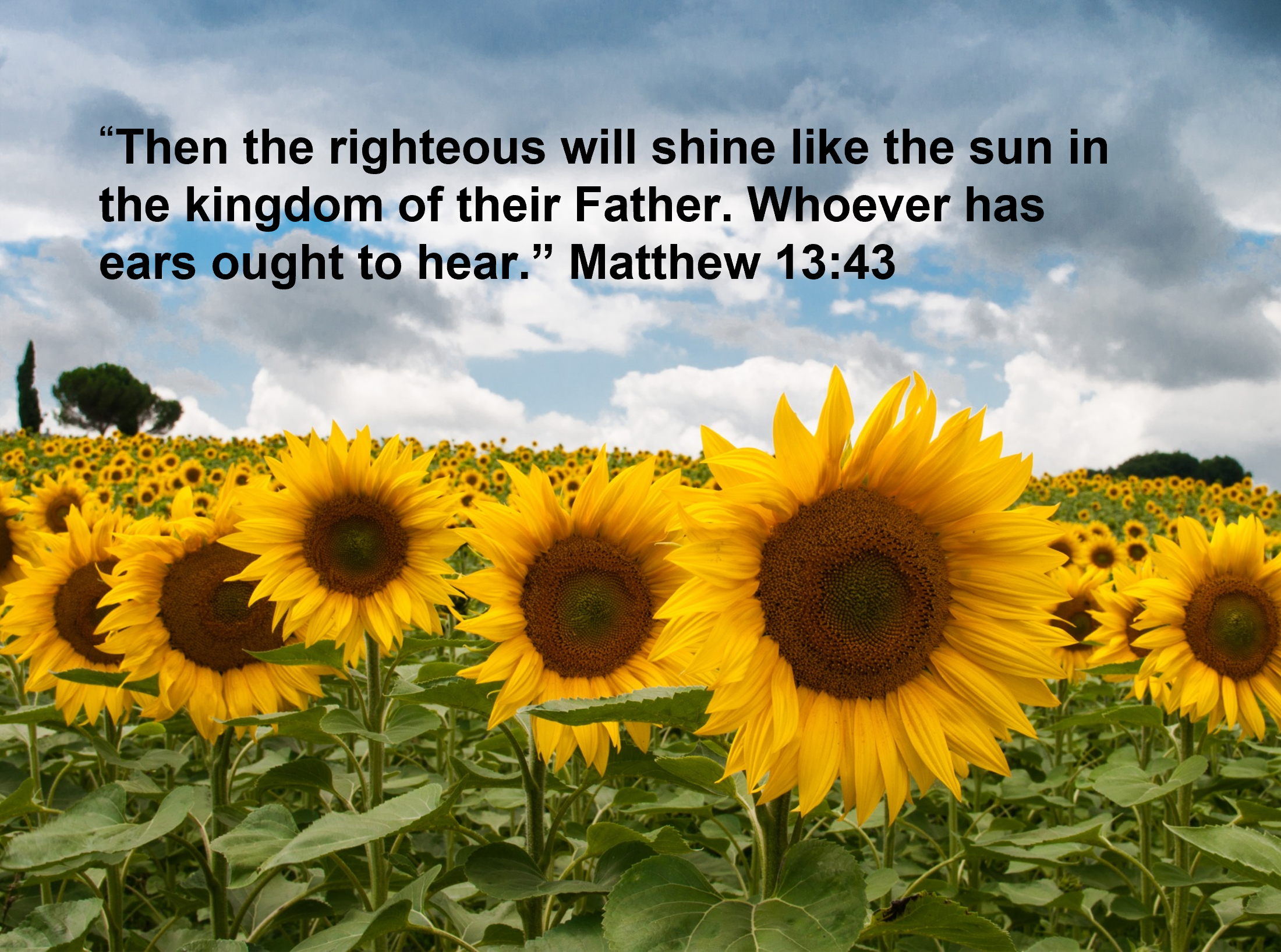 Then the righteous will shine like the sun in the kingdom of their Father. Whoever has ears ought to hear.” Matthew 13:43. Sixteenth Sunday in Ordinary Time Year A