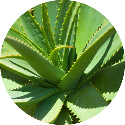 Importance Of Plants and Seed Dispersal - General Education For All And Entertainment