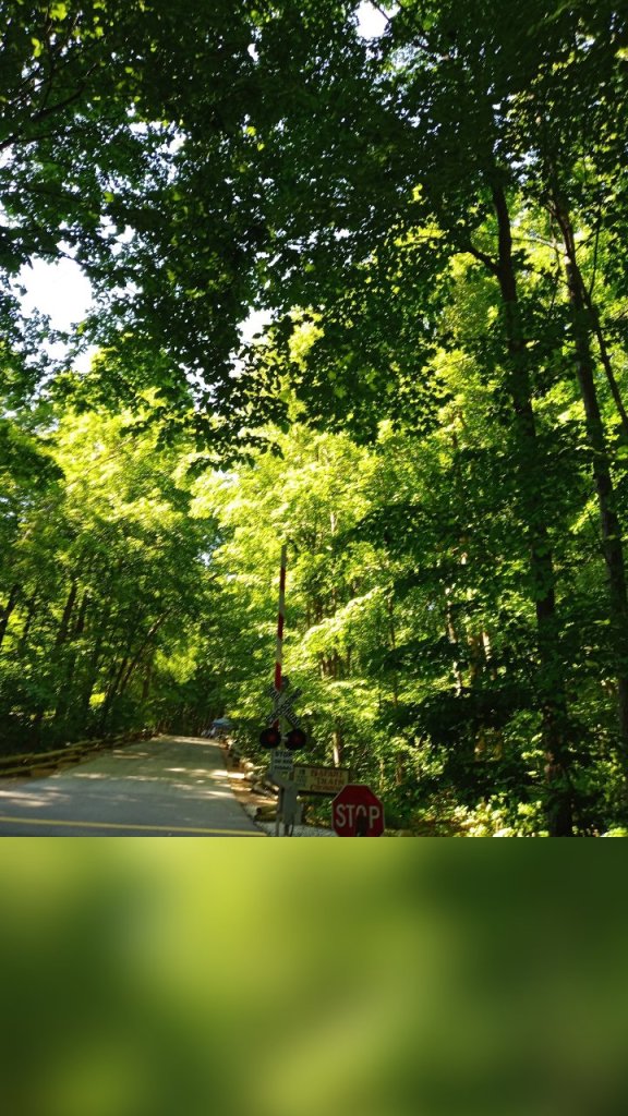 The Forest - General Education For All And Entertainment