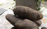yams