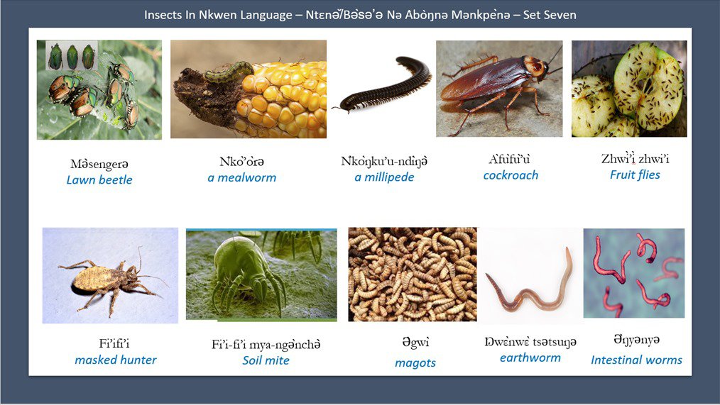 Pictures and names of insects