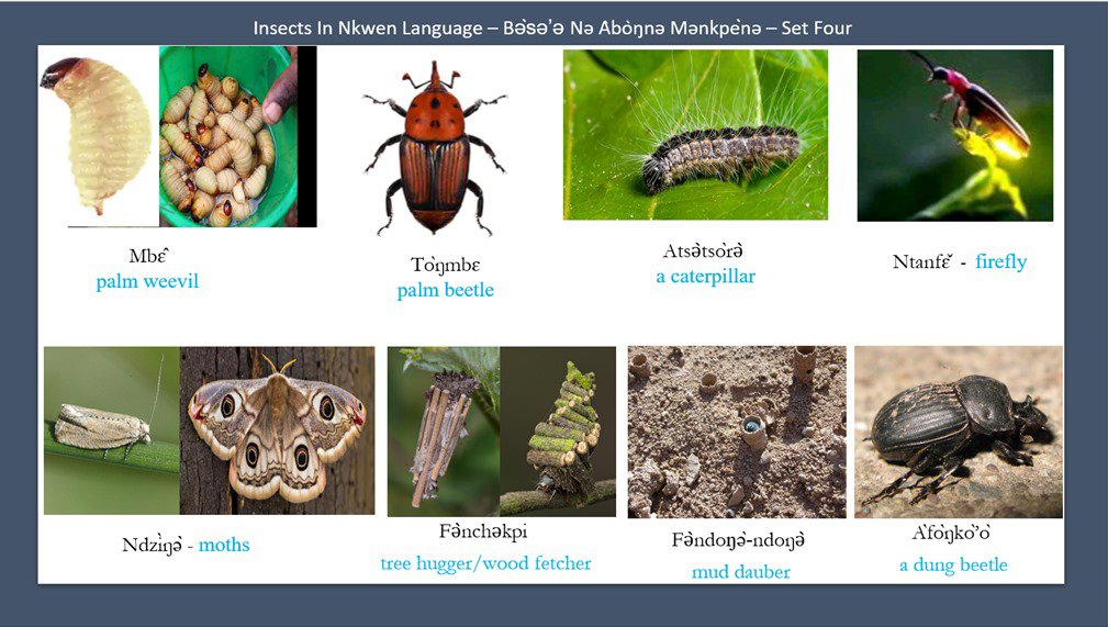 Pictures and names of insects