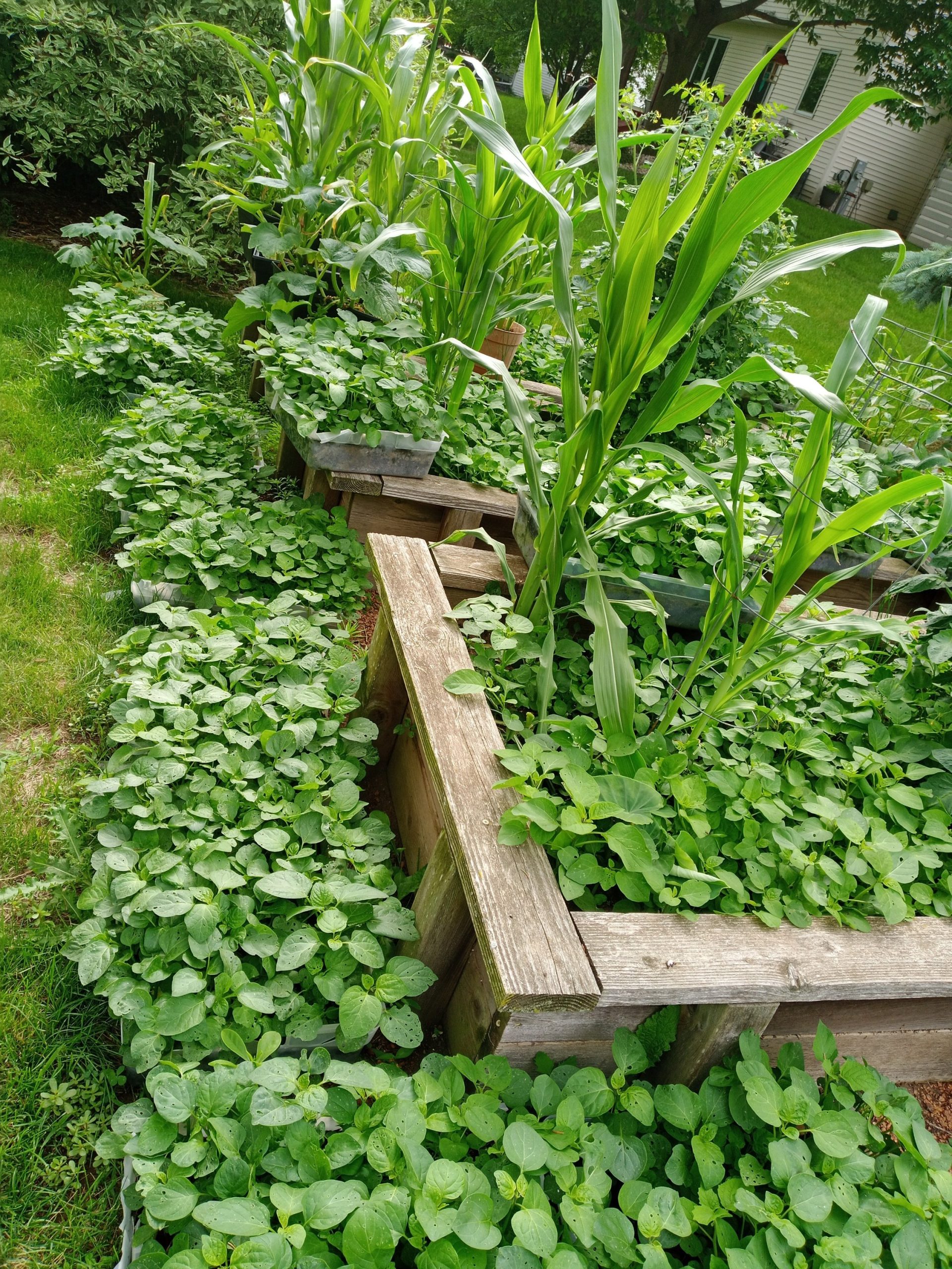 Vegetable found in Nkwen