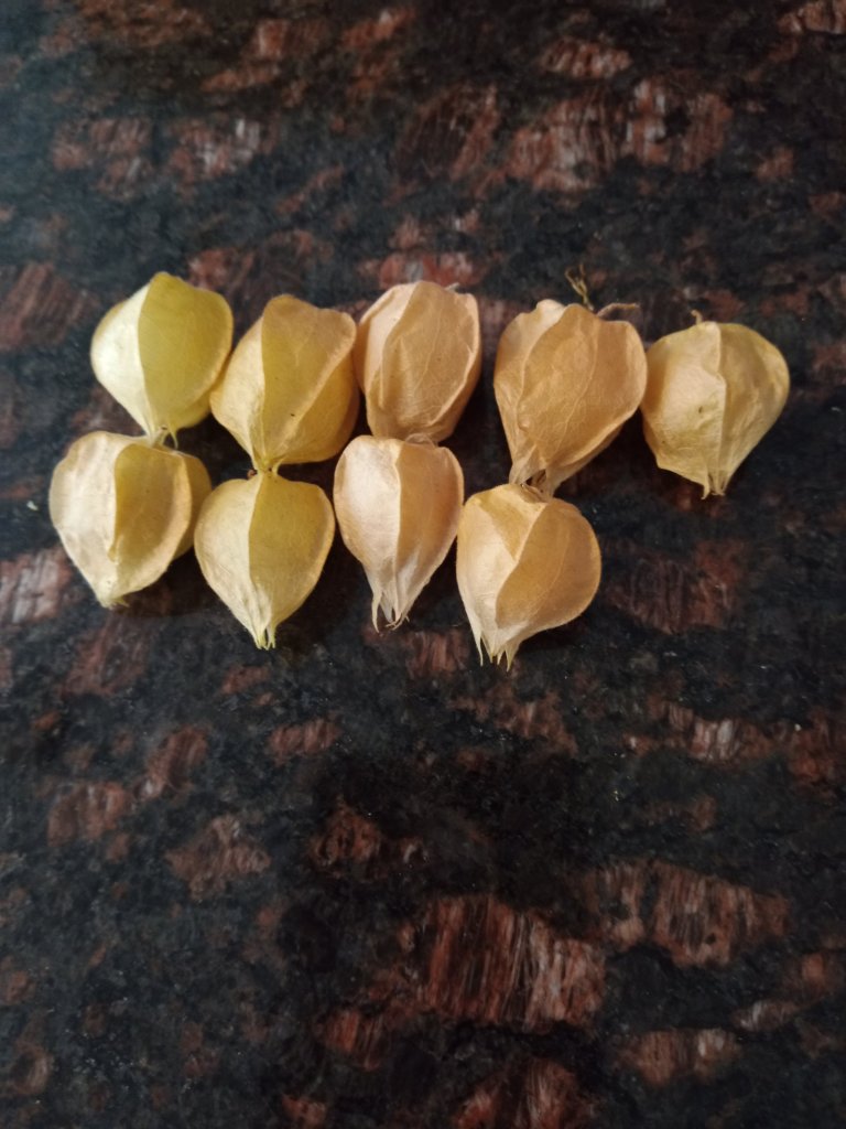 A type of berries found in Nkwen "Fǝjye"