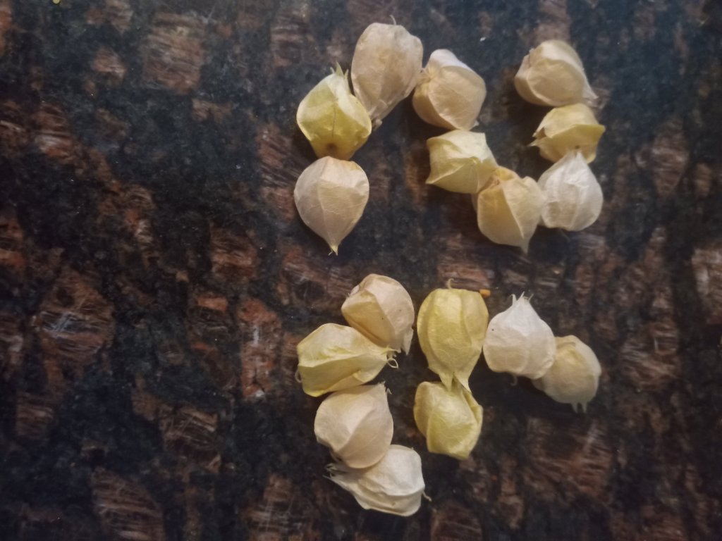 img_20220904_180217_0445158888292895447481