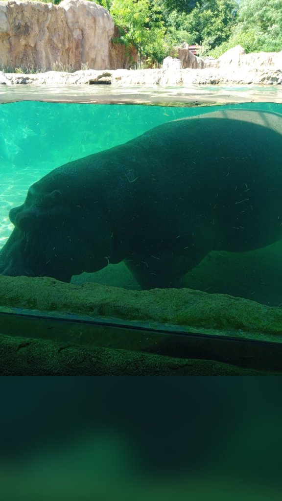 wp_story1656003671060_35684042473345542129