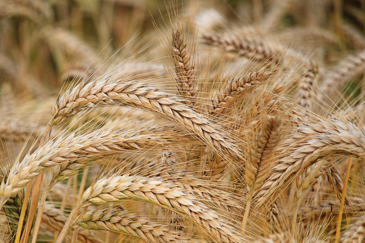 Names of food crops wheat