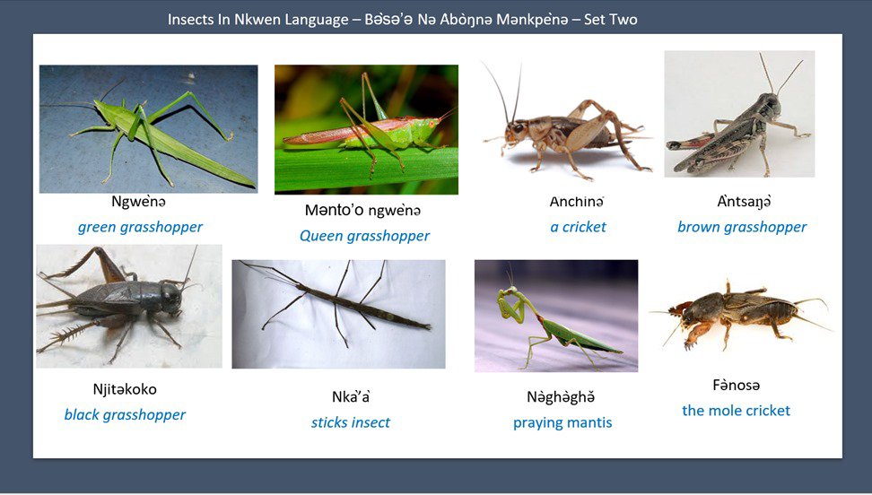 Pictures and names of insects