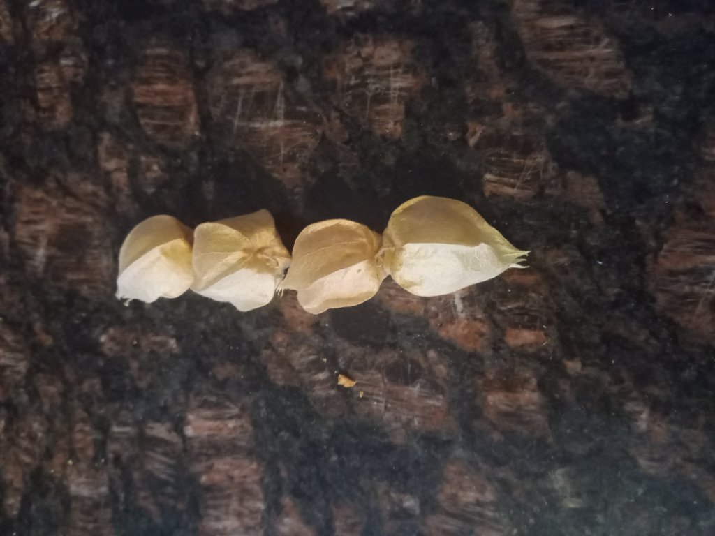 img_20220904_184114_8293071025779909415061