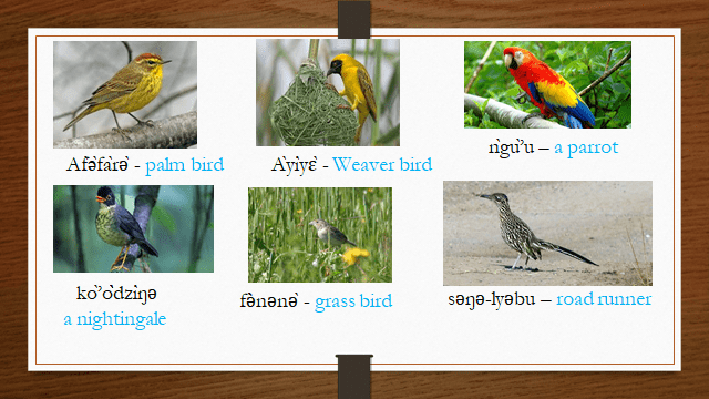 General Education For All And Entertainment- Birds