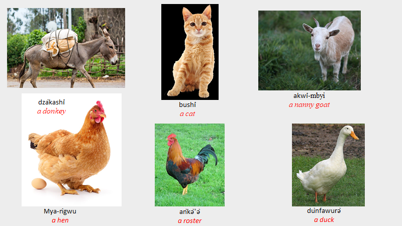 Domestic Animals Domestic Animals