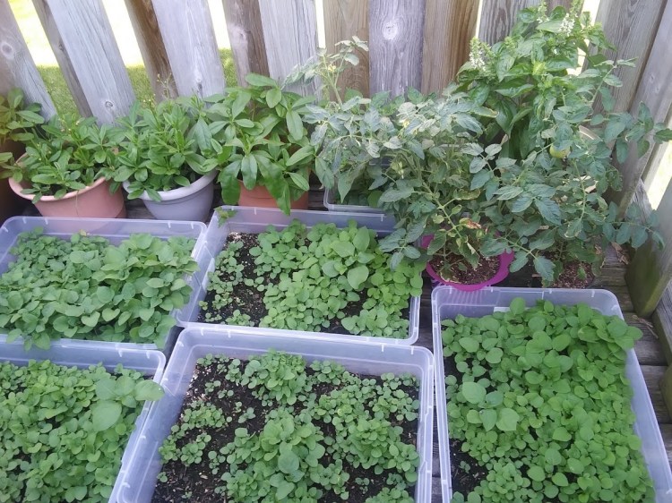 Backyard gardening - General Education For All And Entertainment