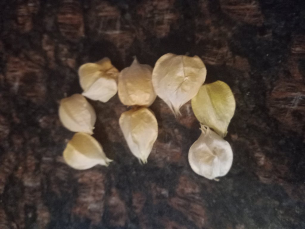 img_20220904_184217_1983253305774196345178