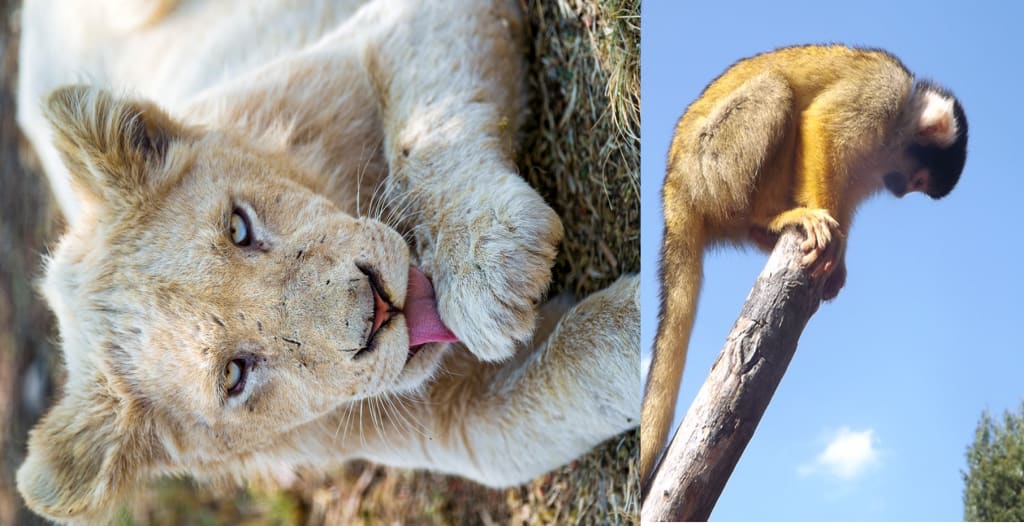 Lion and monkey - General Education For All And Entertainment